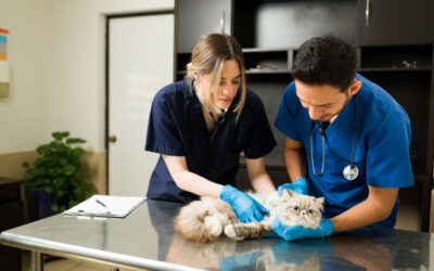 First Aid Training for Pet Owners: Keeping Your Furry Friends Safe